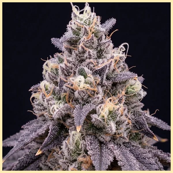 Larry Bird Feminized Seeds additional image 1