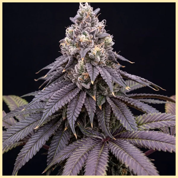 Larry Bird Feminized Seeds featured image