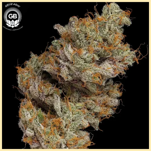 LCGellyz Feminized Seeds additional image 2