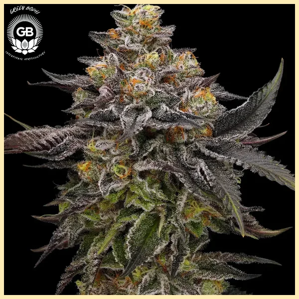 LCGellyz Feminized Seeds featured image
