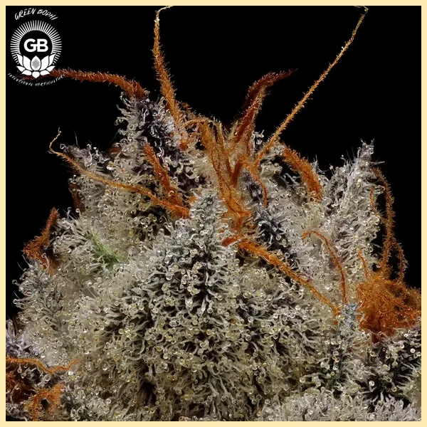 LCGellyz Feminized Seeds additional image 1