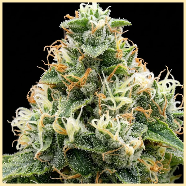 Lemon Autoflower Seeds additional image 1