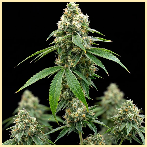 Lemon Autoflower Seeds featured image
