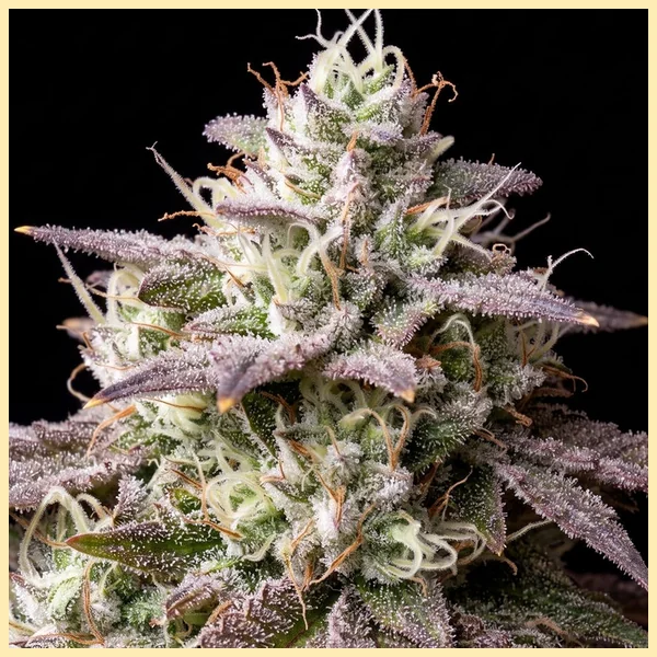 Lemon Bubble Feminized Seeds additional image 2
