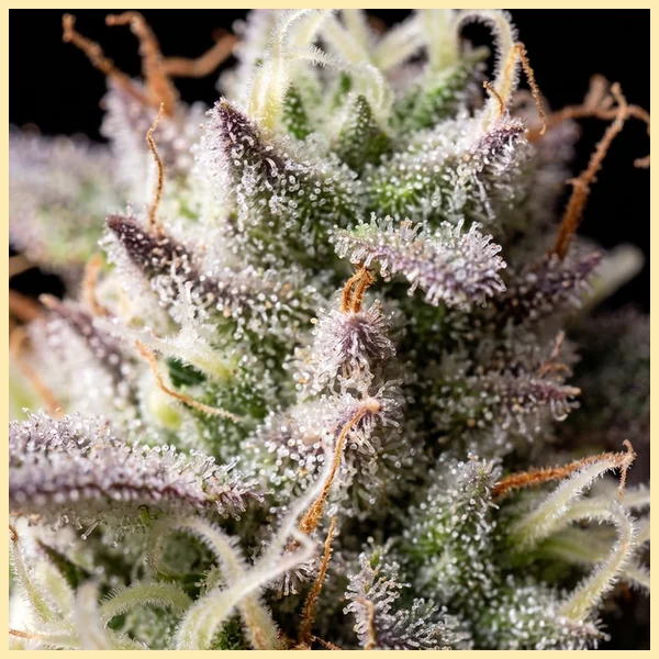 Lemon Bubble Feminized Seeds additional image 3