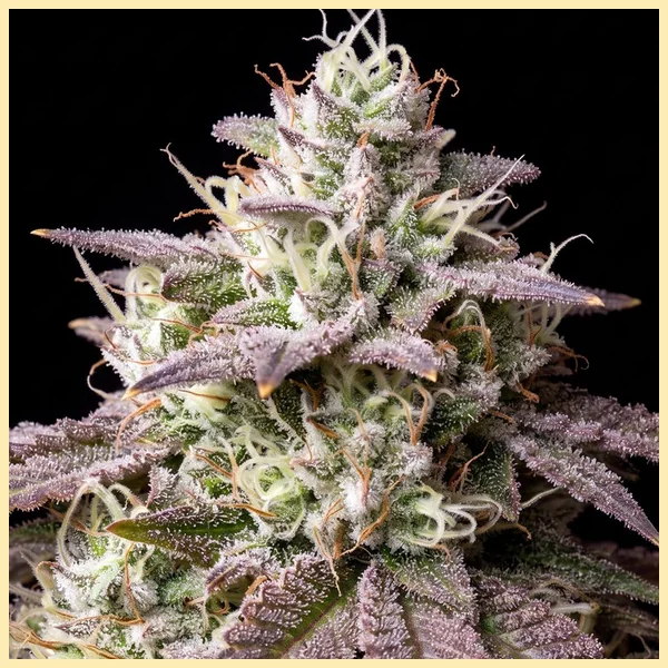 Lemon Bubble Feminized Seeds additional image 1