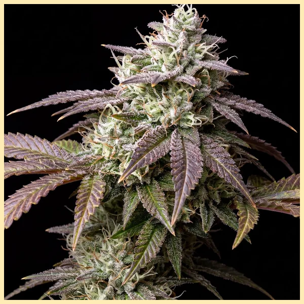 Lemon Bubble Feminized Seeds featured image