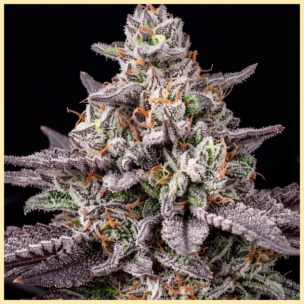 Lemon Cherry Gelato Feminized Seeds additional image 1
