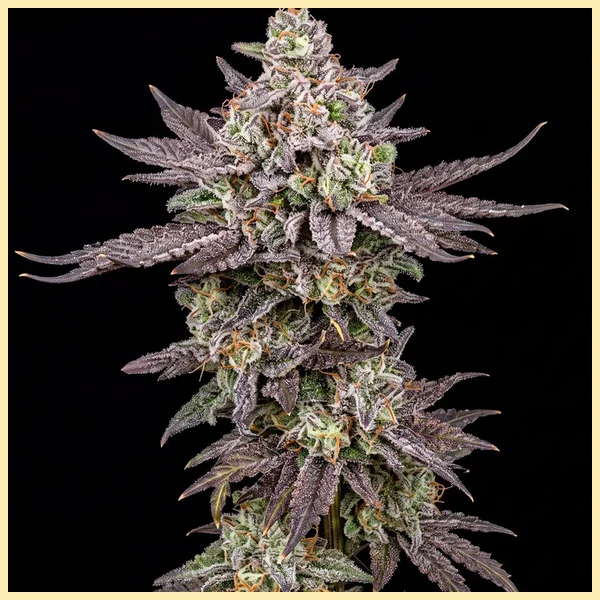 Lemon Cherry Gelato Feminized Seeds featured image
