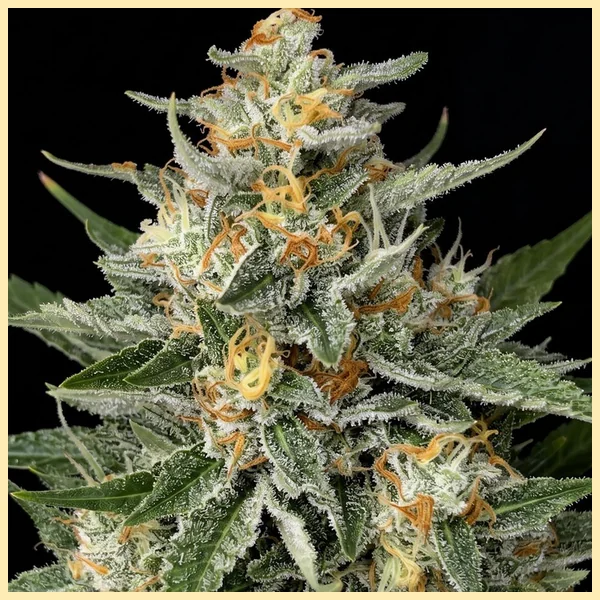 Lemon Haze Autoflower Seeds additional image 1