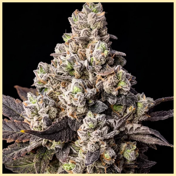Limoncello Diesel Feminized Seeds additional image 1
