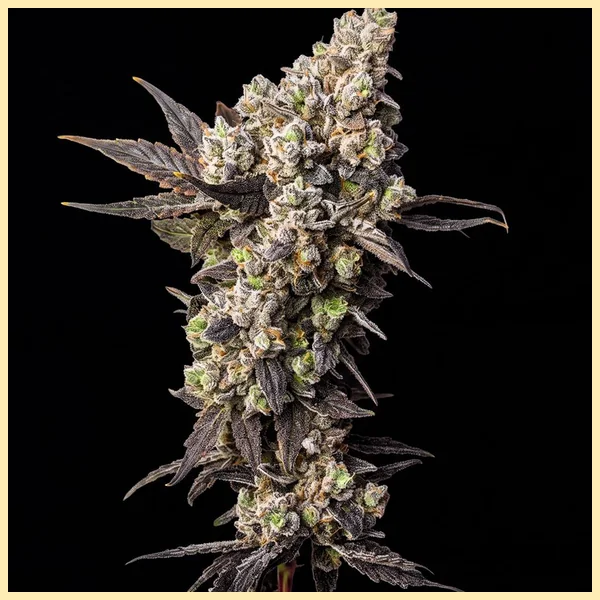 Limoncello Diesel Feminized Seeds featured image
