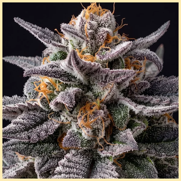 London Pound Cake Feminized Seeds additional image 1