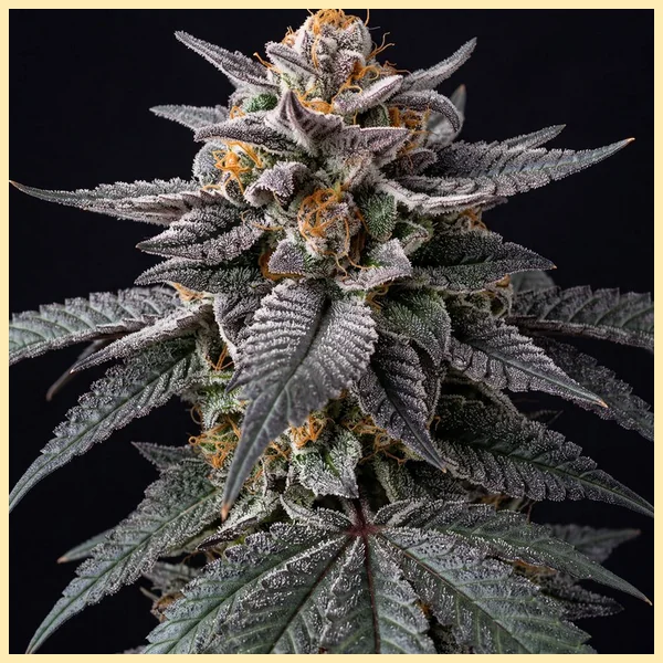 London Pound Cake Feminized Seeds featured image
