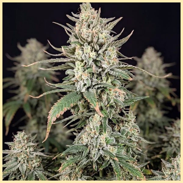 Spicy Mix Pack Weed Seeds additional image 3