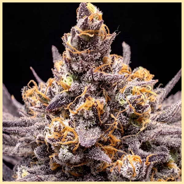 Mac 1 Feminized Seeds additional image 1