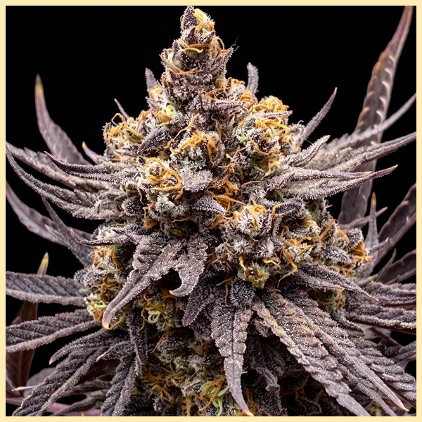 Mac 1 Feminized Seeds featured image