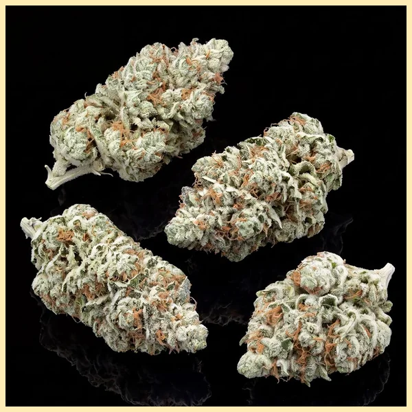 Magnum Autoflower Seeds additional image 2
