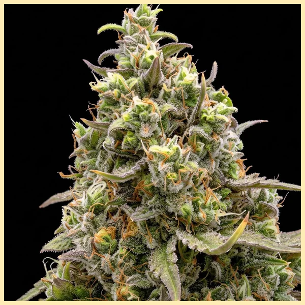 Magnum Autoflower Seeds additional image 1
