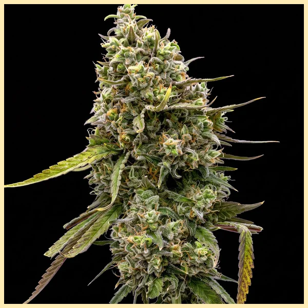Magnum Autoflower Seeds featured image