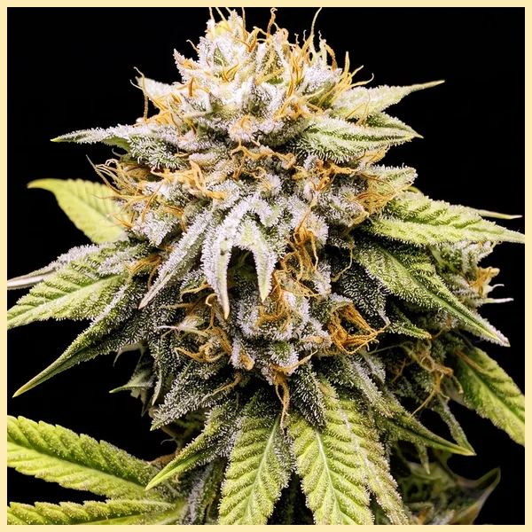 Mango Kush Feminized Seeds featured image