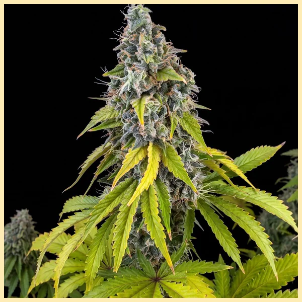 Kush Mix Pack Weed Seeds additional image 1