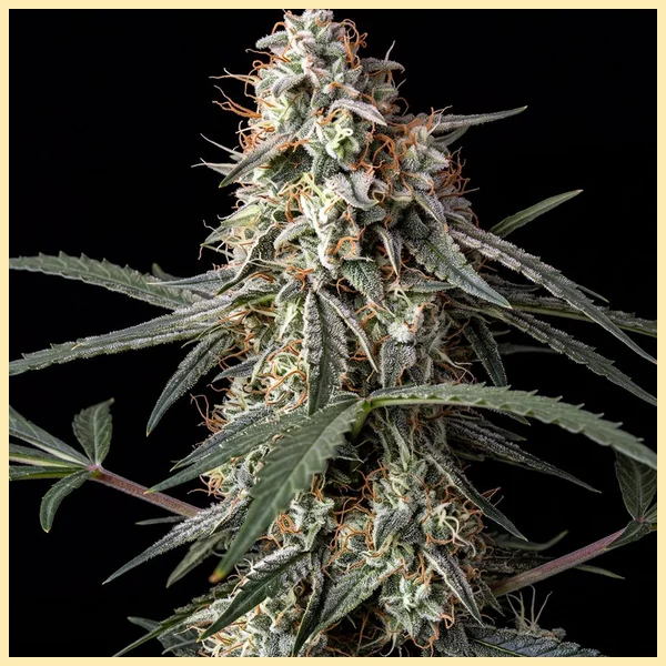 Milky Way Feminized Seeds featured image