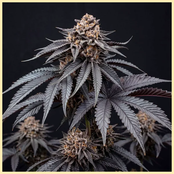 Mimosa Autoflower Seeds featured image