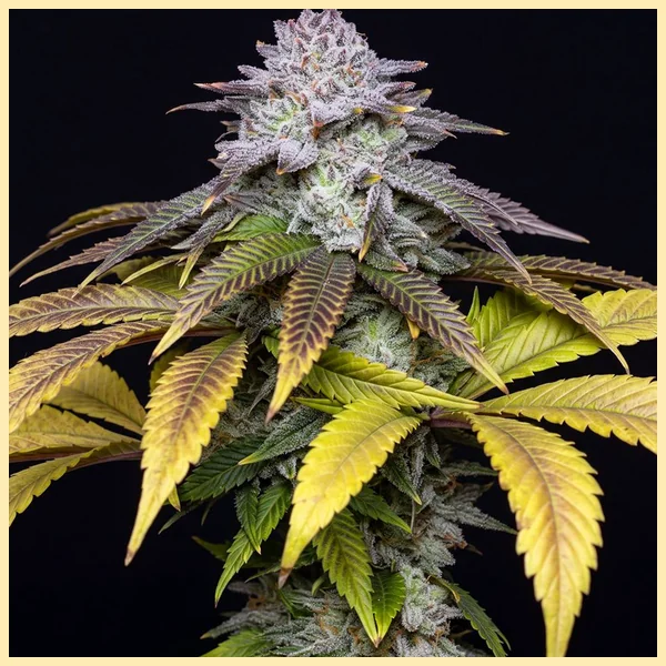 Mimosa Feminized Seeds featured image