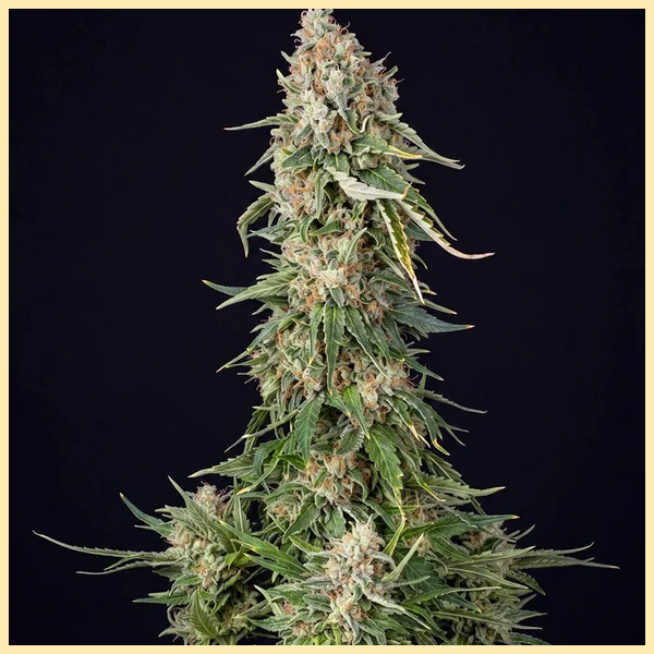Heavy Hitters Mix Pack Weed Seeds additional image 1