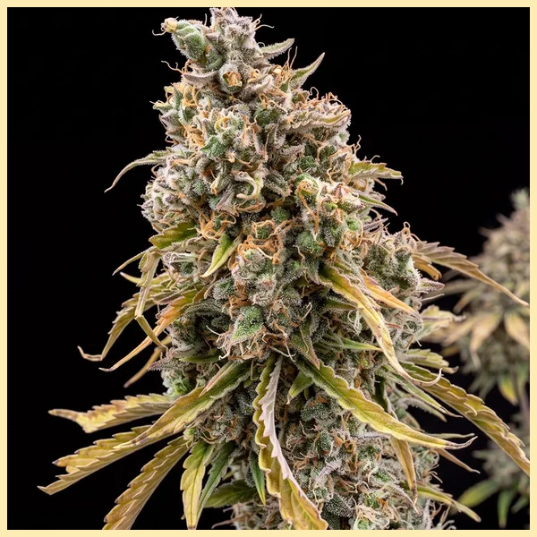 Moby Dick Autoflower Seeds featured image