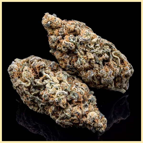 Moby Dick Feminized Seeds additional image 2