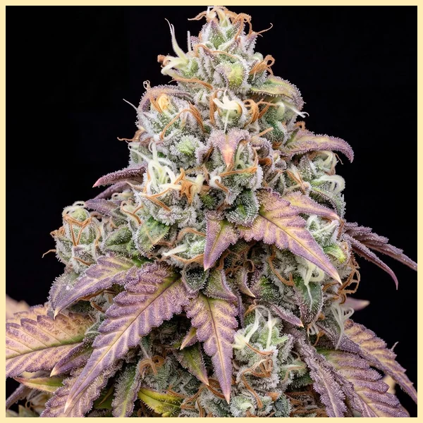Moby Dick Feminized Seeds additional image 1
