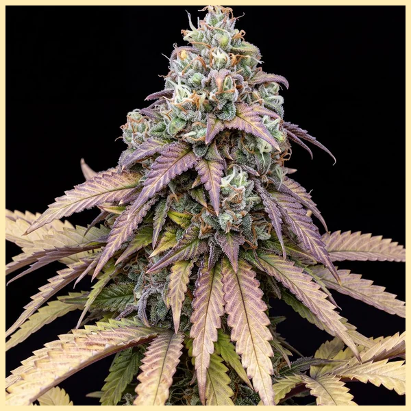 Moby Dick Feminized Seeds featured image