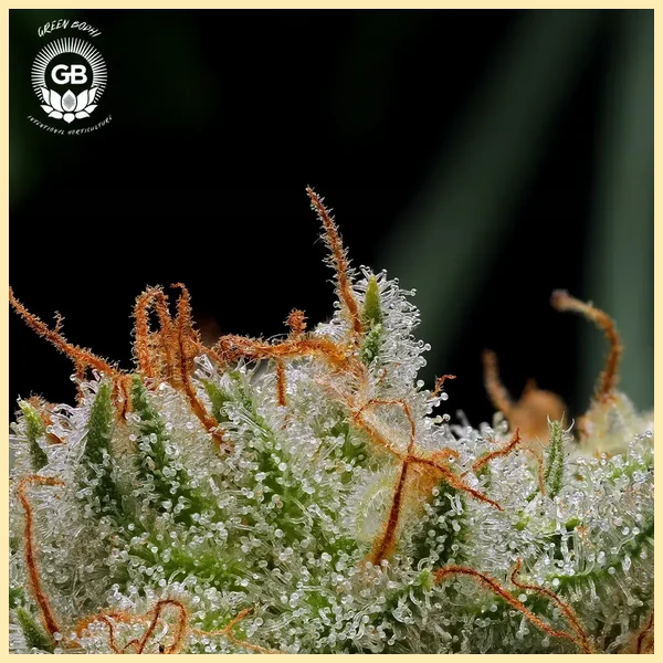 Mystery Haze Feminized Seeds additional image 2