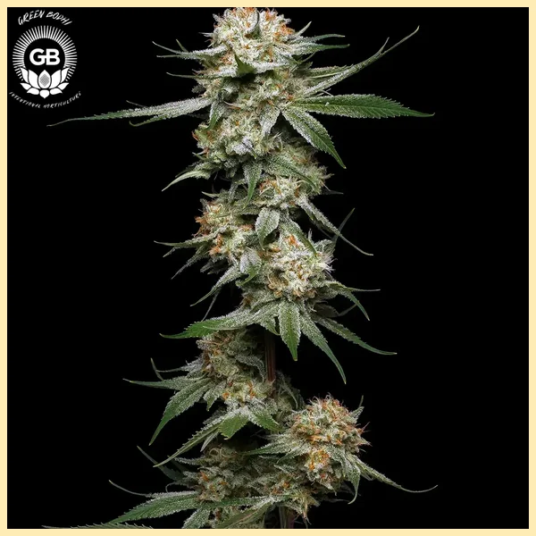 Mystery Haze Feminized Seeds featured image