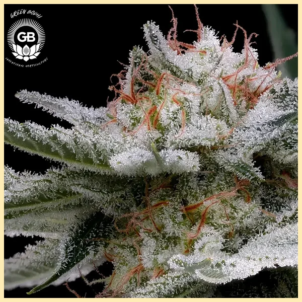 Mystery Haze Feminized Seeds additional image 1