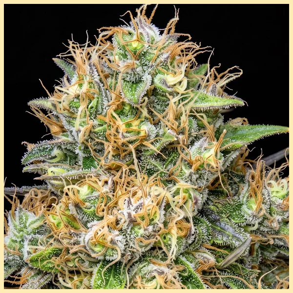 Northern Lights #10 x Amnesia Haze Feminized Seeds additional image 1