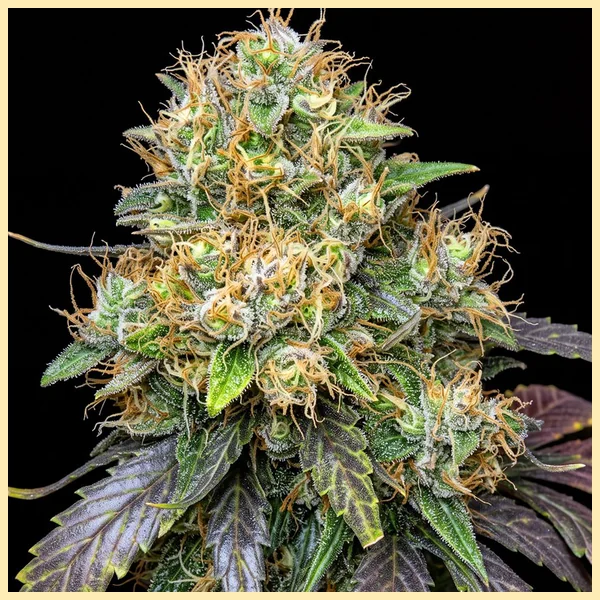 Northern Lights #10 x Amnesia Haze Feminized Seeds featured image