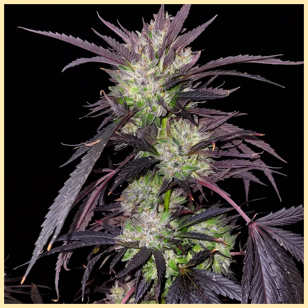 Northern Lights Feminized Seeds featured image