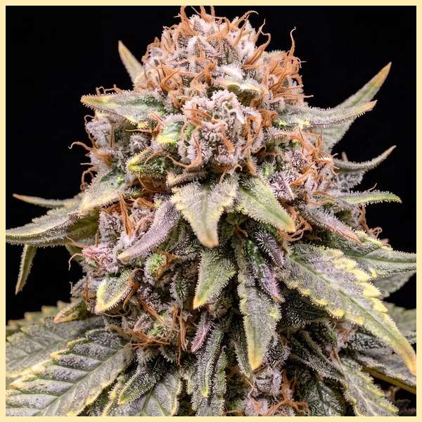 NYC Diesel Feminized Seeds additional image 1