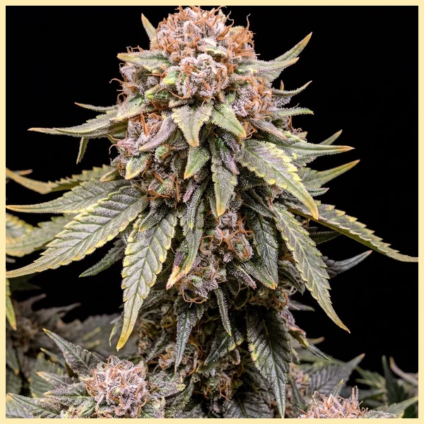 USA Mix Pack Weed Seeds additional image 3