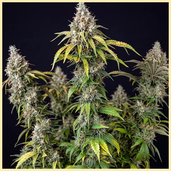 Autoflower 2.0 Mix Pack Seeds additional image 3