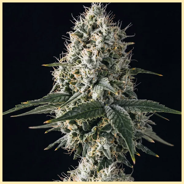 OG Kush CBD Feminized Seeds featured image