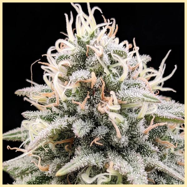 OG Kush Fast Version Feminized Seeds additional image 1