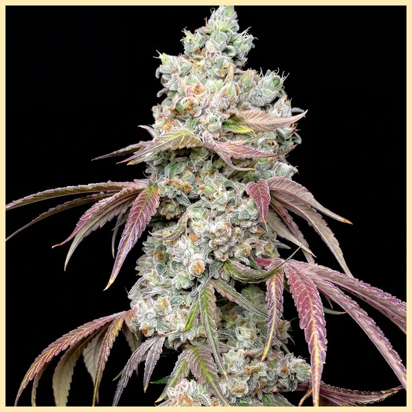 OG Kush Feminized Seeds featured image