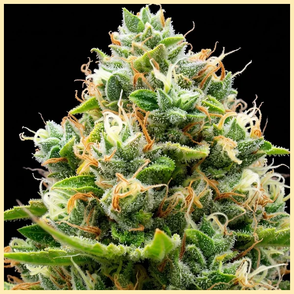 Orange x Skunk Feminized Seeds additional image 1