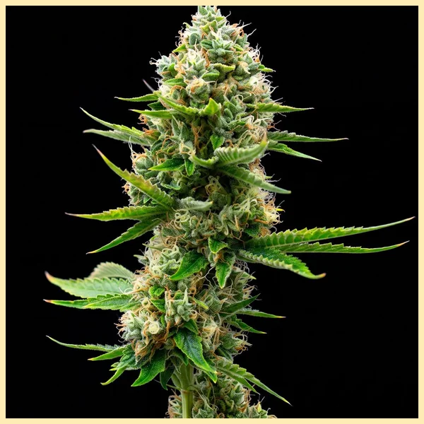Orange x Skunk Feminized Seeds featured image