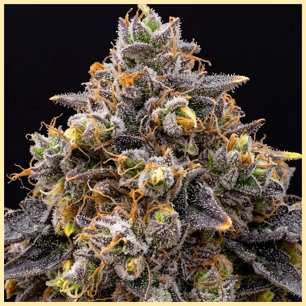 Oreoz Cake Feminized Seeds additional image 1