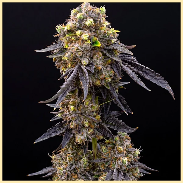 Oreoz Cake Feminized Seeds featured image